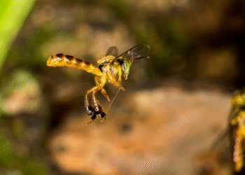 Soro Inovador Contra Picadas de Abelha Entra em Fase Crucial de Testes