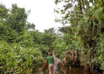 França Lidera Plano Bilionário para Proteger a Floresta do Congo
